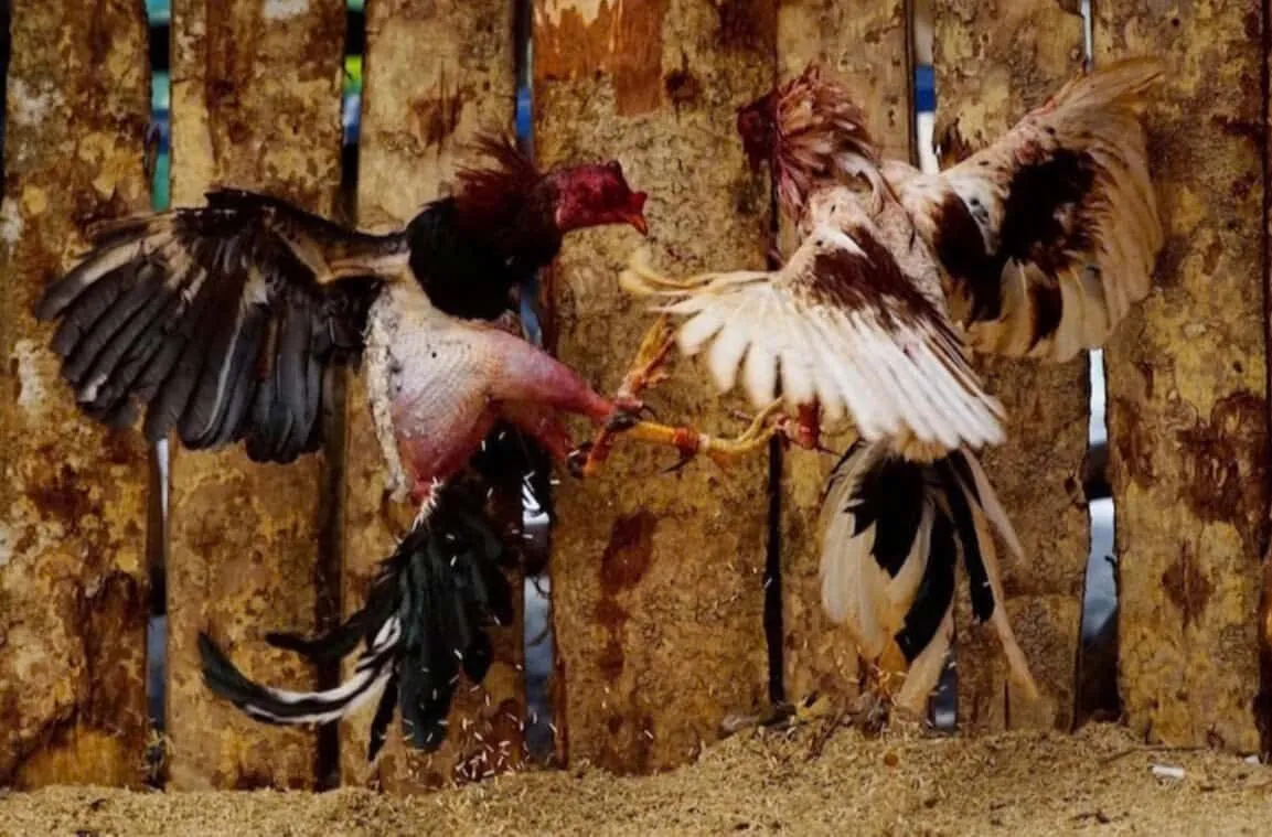 Đá Gà Chọi Cuba Shbet Trò Chơi Đá Gà Hay Hấp Dẫn Nhất Mọi Thời Đại 3 Một số dòng Đá Gà Chọi Cuba Shbet được cho là phổ biến nhất ở thị trường Việt Nam