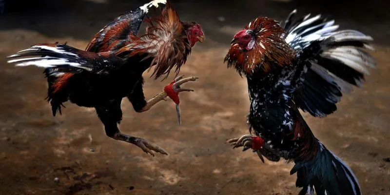 Đá Gà Cựa Dao Shbet Trò Chơi Đá Gà Hay Hấp Dẫn Nhất Mọi Thời Đại 3 Thời gian chiến đấu một trận Đá Gà Cựa Dao Shbet