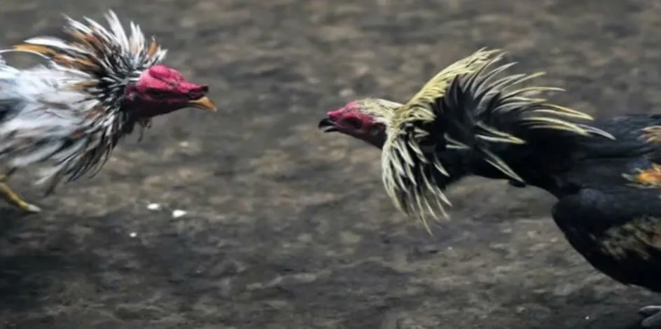 Đá Gà Mỹ Shbet Cổng Game Cá Cược Hay Hấp Dẫn Nhất Mọi Thời Đại 2 Nguồn gốc và lịch sử