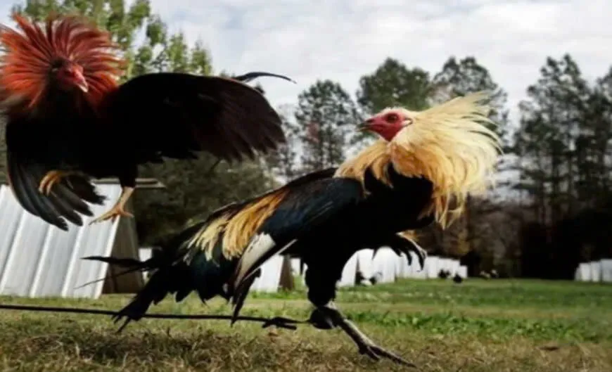 Đá Gà Mỹ Shbet Cổng Game Cá Cược Hay Hấp Dẫn Nhất Mọi Thời Đại 3 Đặc điểm của giống gà đá Mỹ